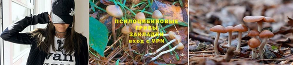 амф Бородино